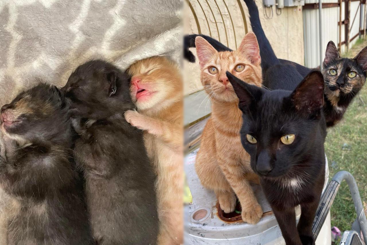 Two photos side by side: three kittens cuddled together as babies, and the same three cats grown up—an orange tabby, a black cat with white chest, and a tortoiseshell